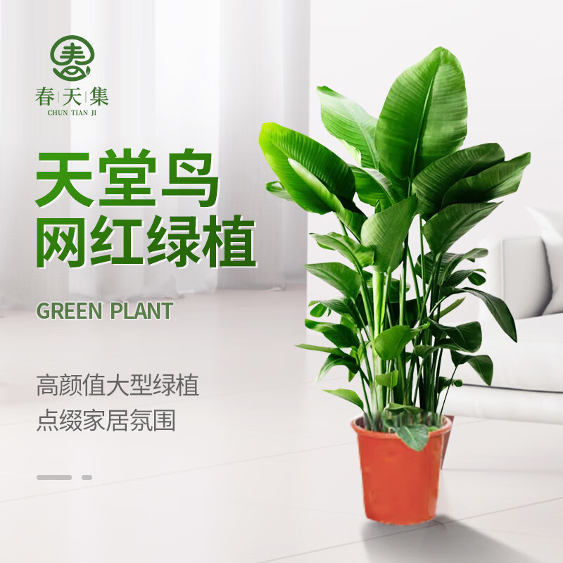 春天集天堂鸟室内绿植客厅大盆栽办公室大叶植物花卉散尾葵凤尾竹鹤望兰怎么样,好用不?