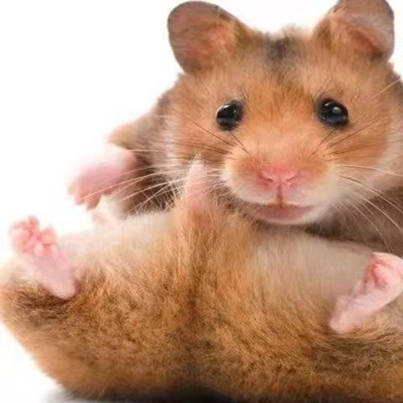 仓鼠活体金丝熊家养宠物鼠亲人乖巧可上手荷兰猪宠物活体仓鼠活物鼠