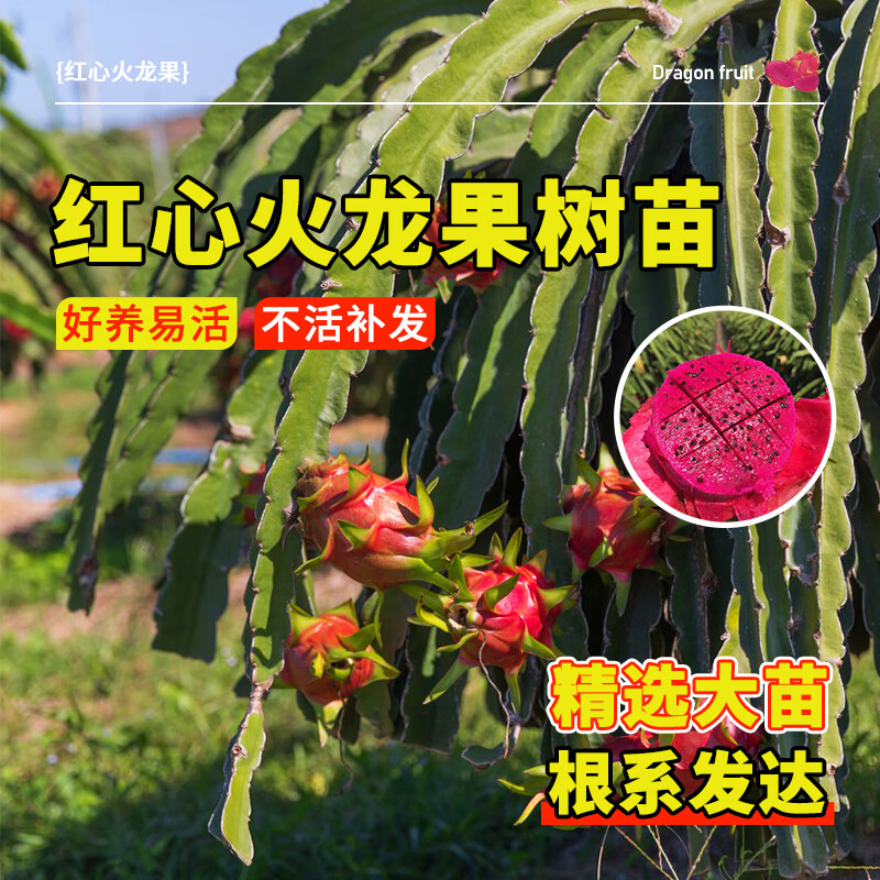阳台庭院四季南北种植盆栽水果种苗当年结果 【精选软枝大红】2棵装
