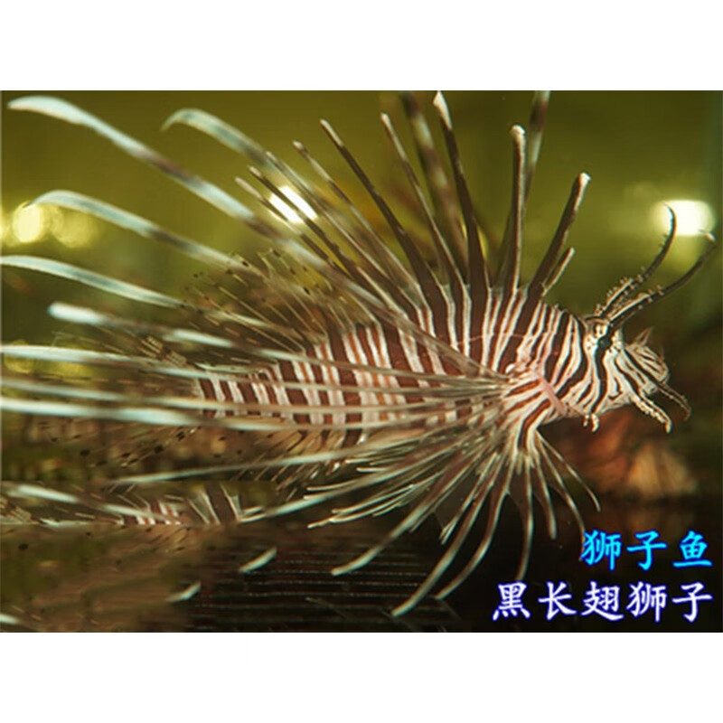 花斑短翅狮子鱼 红/黑长须狮子鱼 白针狮子鱼 海水鱼 活体鱼朴彩(puc