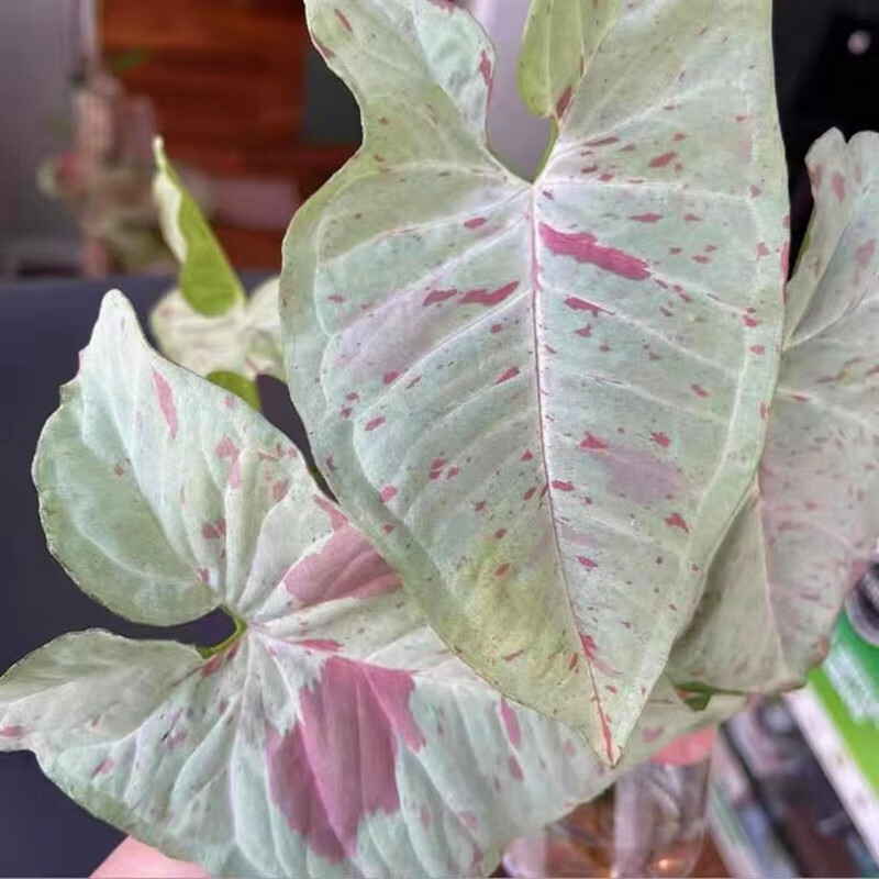 木繁牛奶纸屑合果芋syngoniummilk 爬藤垂吊盆栽植物观叶耐阴桌面好养