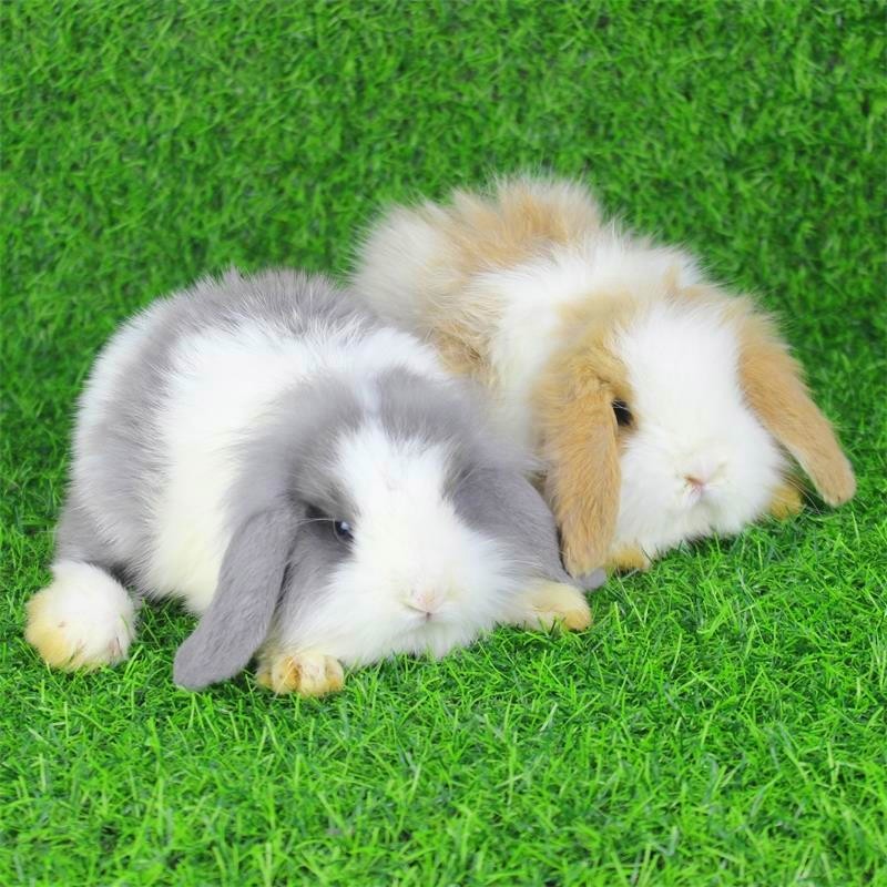 活体兔子活物折耳兔白兔纯种网红宠物长不大小型一对茶杯兔宝宝幼崽