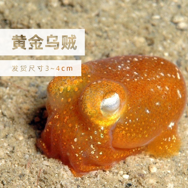 牛津布十大品牌排行榜