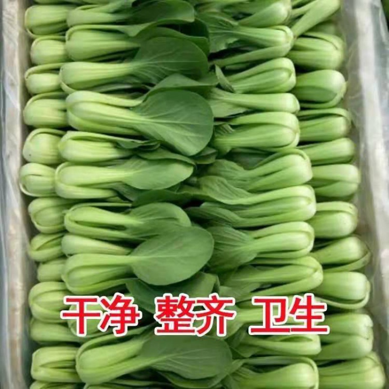 上海青小油菜农家自种蔬菜类小青菜绿叶菜小白菜 实惠装3斤 泡沫箱