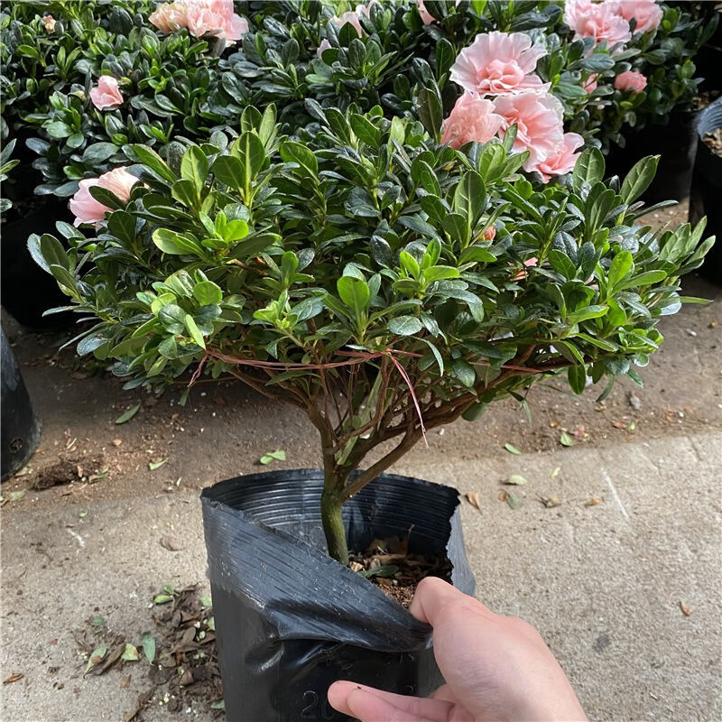 花无痕  杜鹃花盆栽 杜鹃花苗 花卉绿植 室内植物办公室盆景 粉色杜鹃