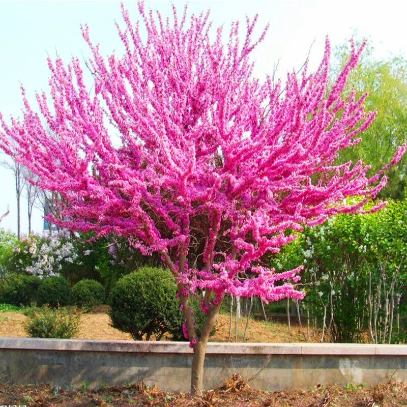 花支蕊 紫?；ㄊ髅?四季 紫?；?紫荆树苗 满条红紫金花树苗门前风景树 行道树彩带花 单干直6厘米 70cm(含)-79cm(含)
