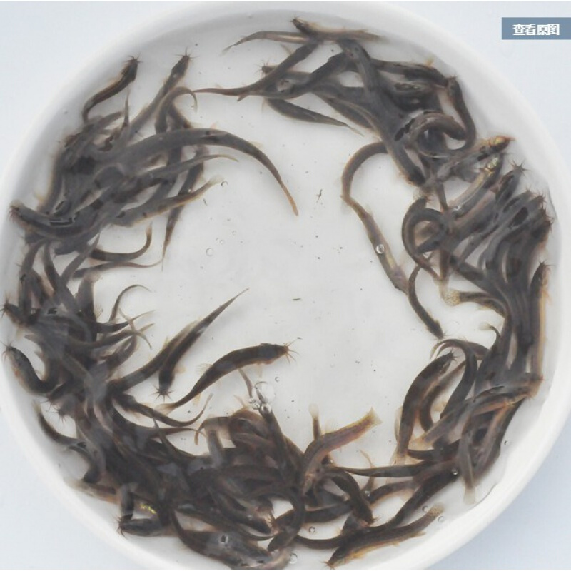 小鱼苗淡水草鱼食蚊鱼练手鱼饲料鱼龙鱼饲料活体鱼闯缸鱼 小泥鳅50 10