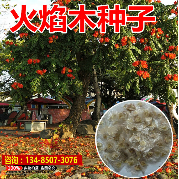 进口风景树种火焰木种子火焰树种子苞萼木火焰木种子纯净种子qcdd 50g