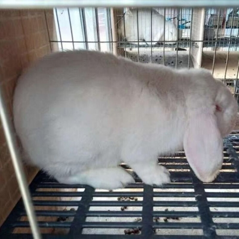 【店铺推荐】公羊兔活体巨无霸兔子公羊兔巨兔活体大型肉兔可长45斤包