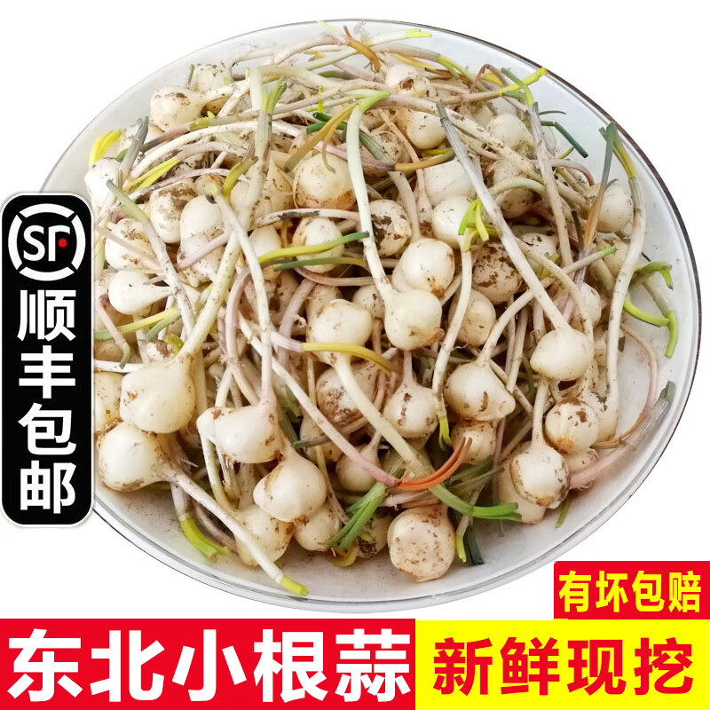 辰实【顺丰】东北小根蒜 鲜蒜大脑瓜 新鲜大脑蹦 山蒜 1斤