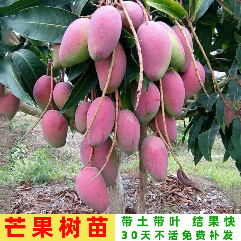 金煌芒大苗1棵 【带泥带叶】 50cm(含)-60cm(不含)