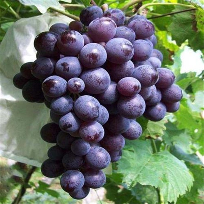 苗木历史价格最低点|苗木价格走势