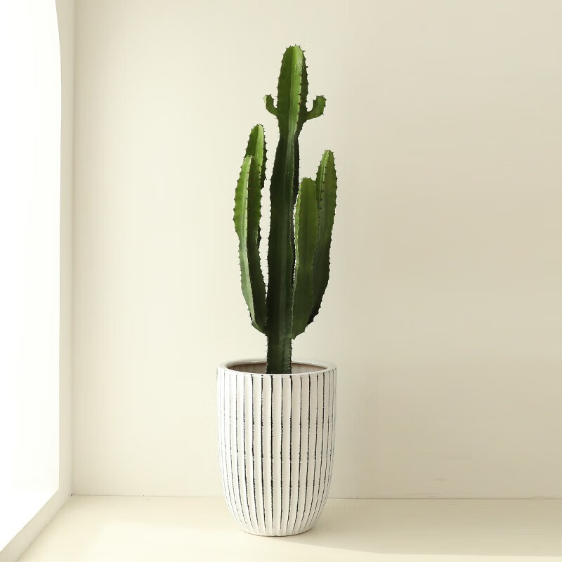 三角大戟阁仙人掌盆栽办公室型室内绿植多肉植物量天尺 120-130cm含