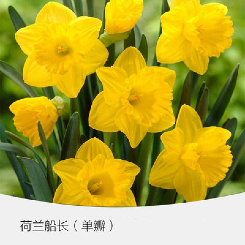 洋水仙种球重瓣水仙花多年生室内庭院盆栽水培花绿植球根花卉易活 荷兰船长【3颗种球+肥】 其他