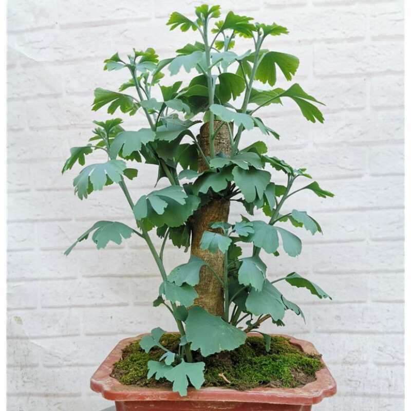唐花芬阁银杏盆景树桩盆栽老桩中小型绿植树苗盆景微型小桩造型白果