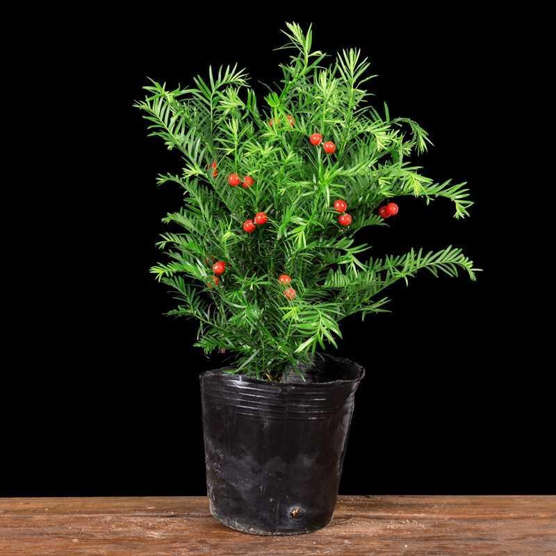 红豆树相思豆树苗盆栽红杉树盆景办公室客厅耐寒东北方红豆杉绿苗