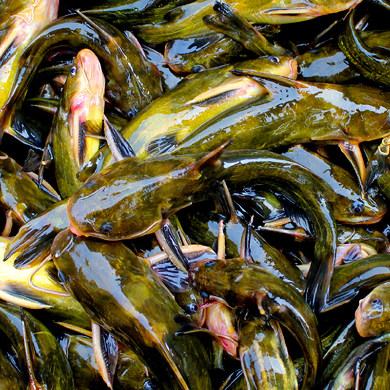 十里馋微山湖黄辣丁黄颡鱼新鲜活鱼现杀鲜活昂刺鱼嘎咕鱼黄骨鱼格鱼