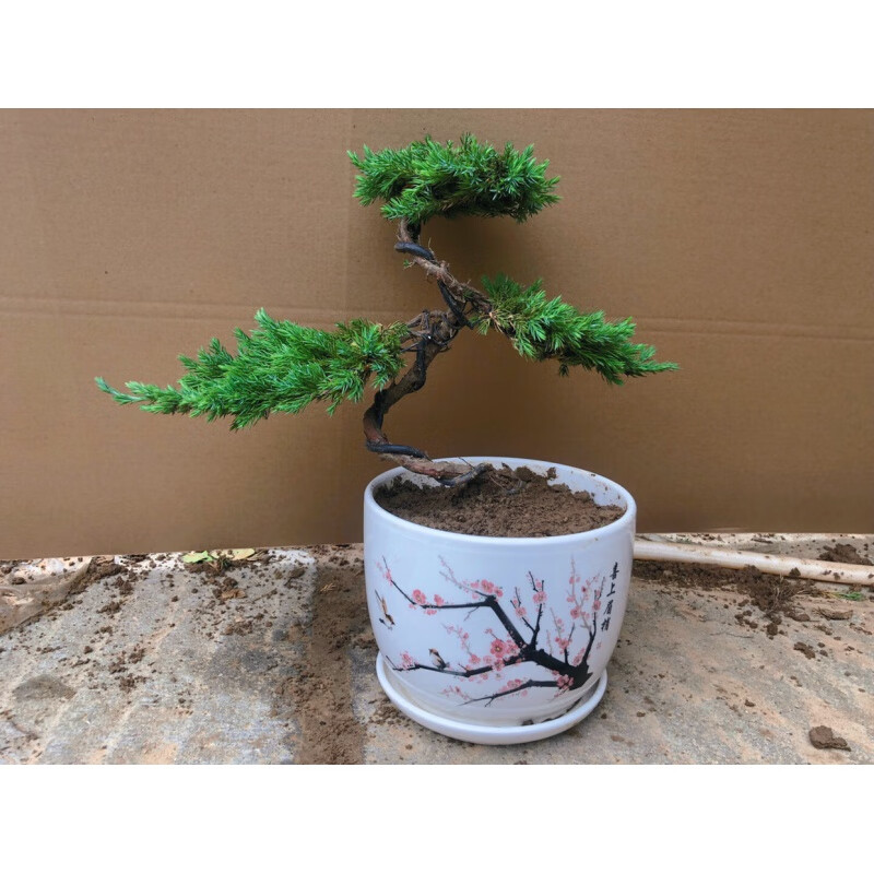 慕景迎客松造型盆景地柏松树盆栽室内阳台办公桌庭院盆景植物真绿植