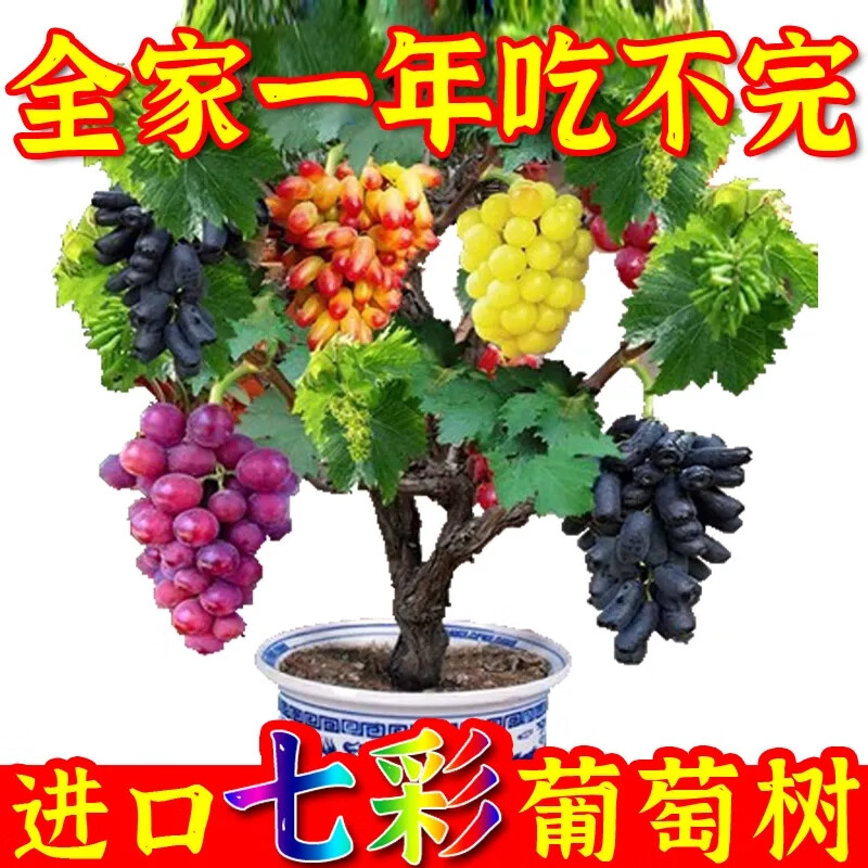 萄葡树苗矮化葡萄苗果树不爬藤南北方四季种植客厅盆栽大苗当年结 冰晶七彩葡萄5年苗两颗包成活当 50cm(含)-60cm(不含)