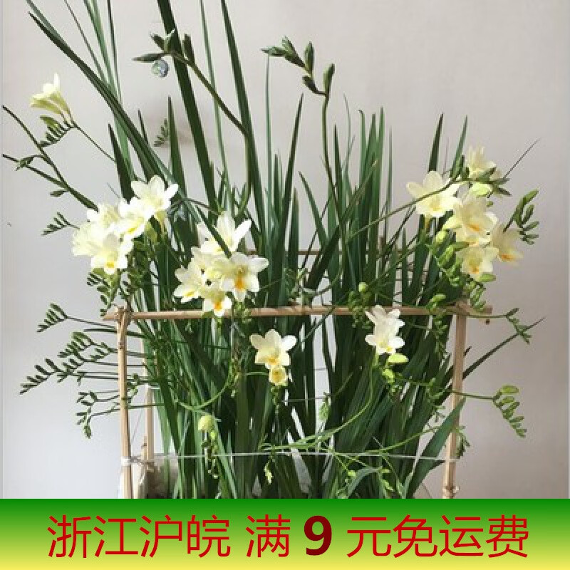 进口重瓣香雪兰种球浓香型室内外盆栽小苍兰麦兰花种子多年生易活 b1