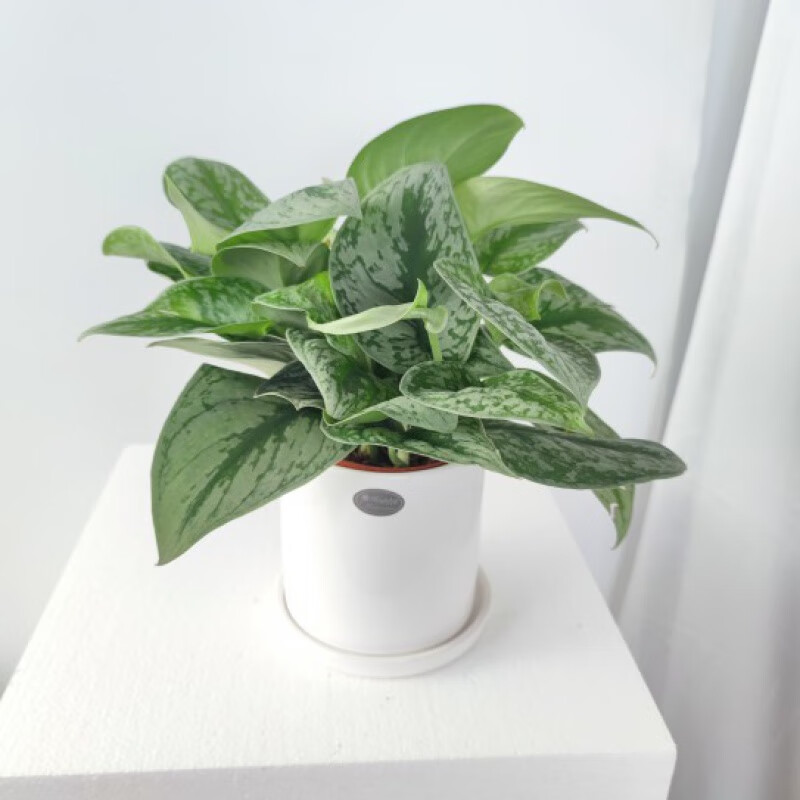 clcey大叶银斑葛小叶花叶绿萝好养盆栽土培养室内绿植长藤垂吊物 含盆