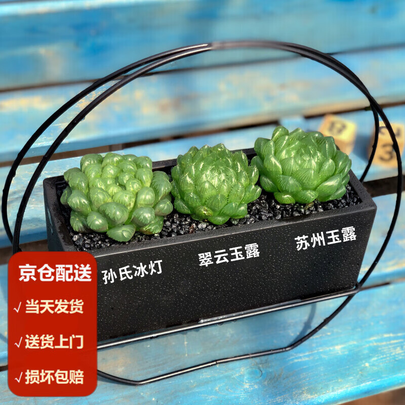 墨一(moyi)玉露多肉植物带盆玉露大颗肉肉组合盆栽室内花卉好养 玉露