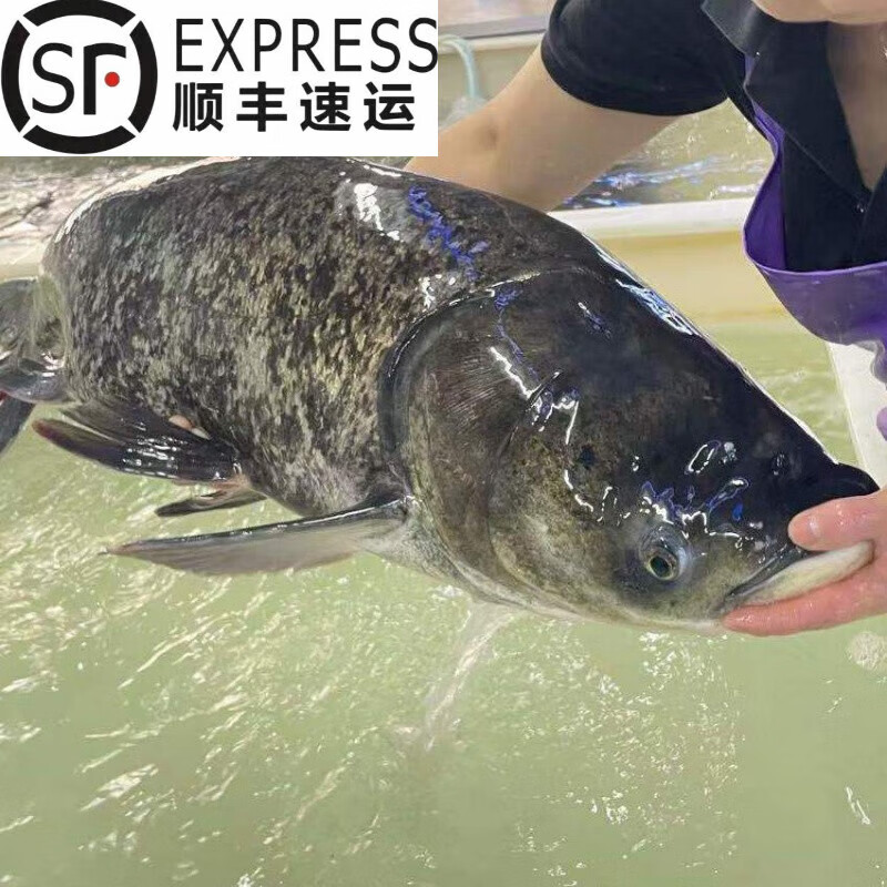 够印鲜美千岛湖正宗原生态鱼鲜活花鲢鳙胖头鱼大头鱼活体真空保鲜