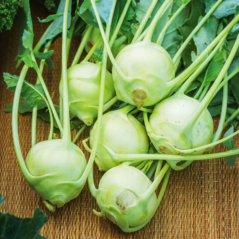 北蔬苤蓝种子蔬菜农家四季菜籽 【农科院种子】青苤3号 10g/袋