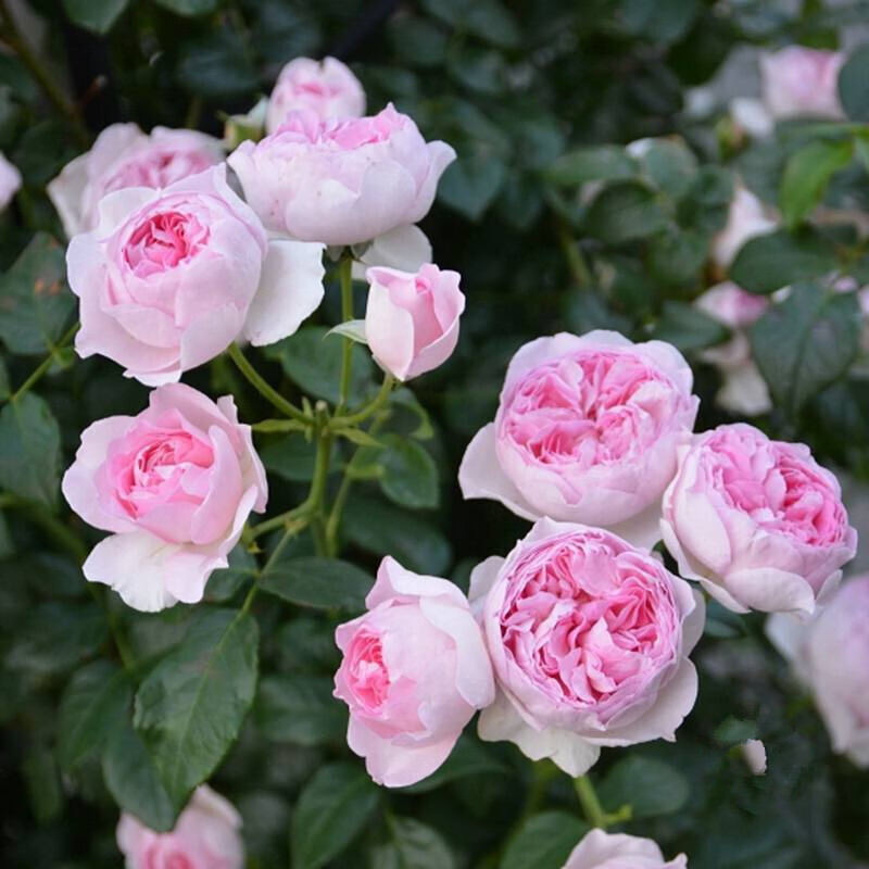 年藤本爬藤月季四季开花卉观花植物室外阳台庭院蔷薇花苗 我的心(6棵)