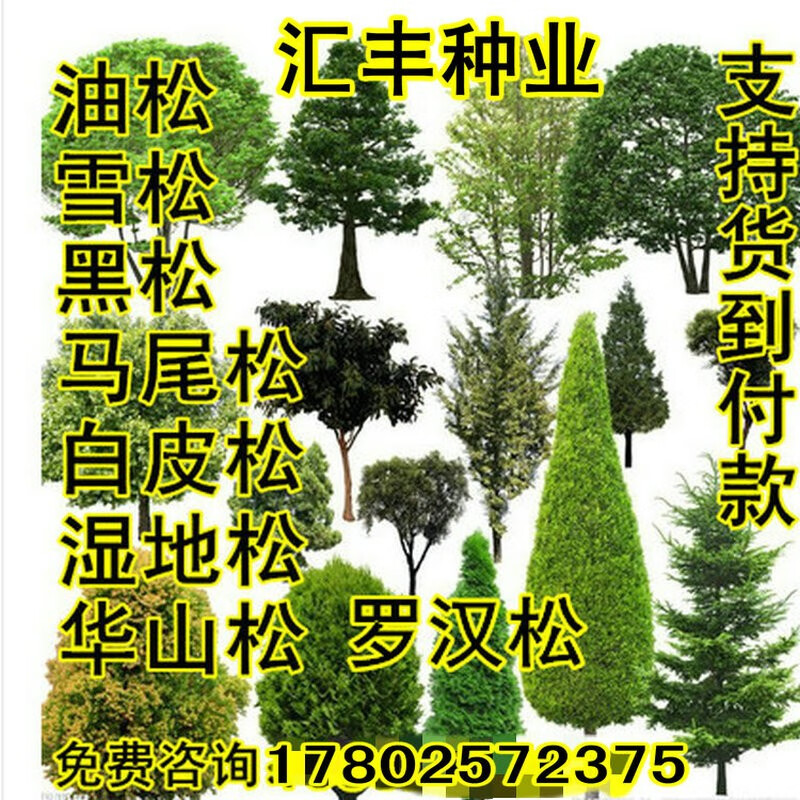 阳澄约定黑松油松雪松马尾松罗汉松华山松湿地松五针松樟子松云南松树