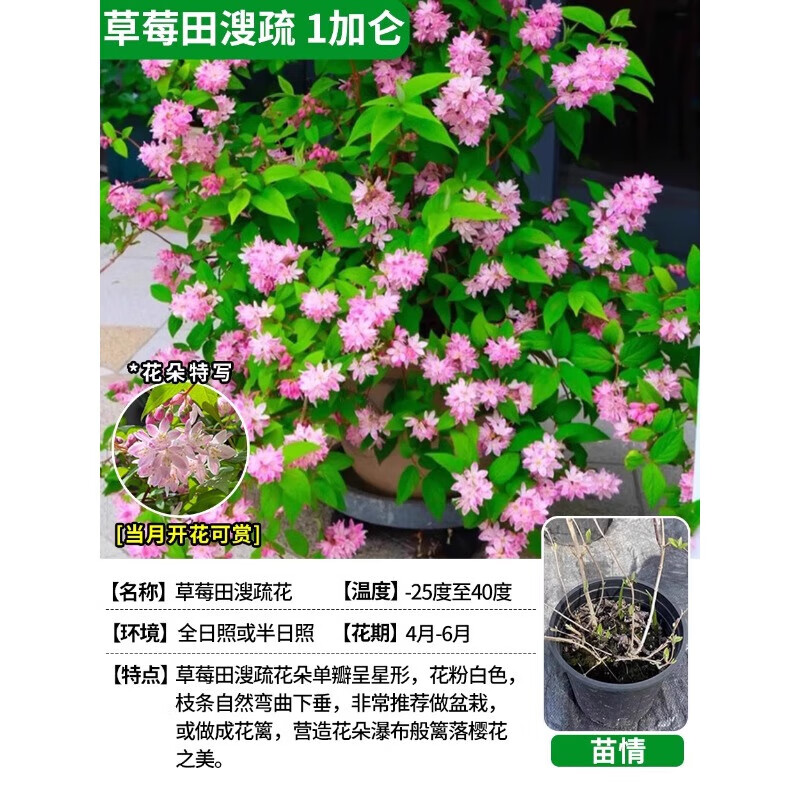 冰生溲疏阳台庭院花卉植物盆栽耐寒耐热易活四季开 草莓田溲疏1加仑