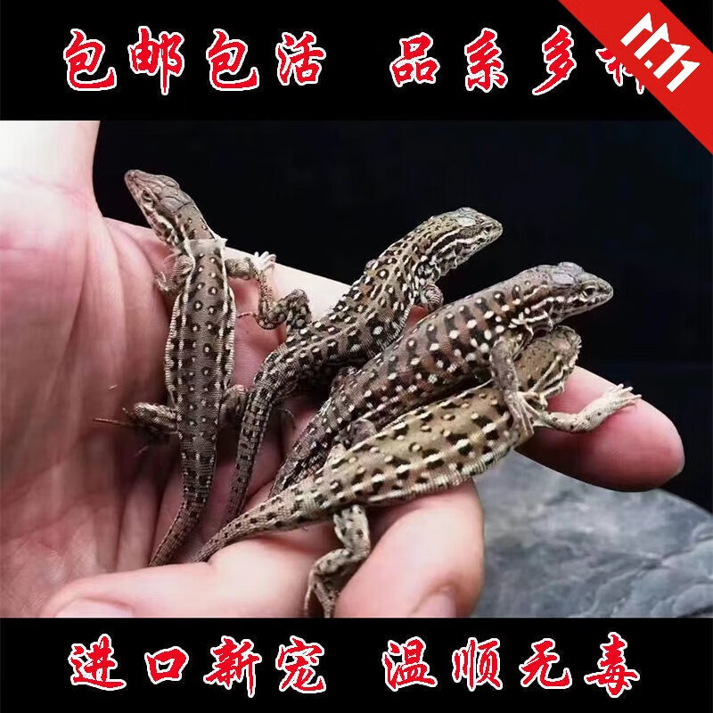 活体爬宠人工繁殖豹纹守宫宠物蜥蜴温顺爬宠 入门爬宠【麻蜥】五只