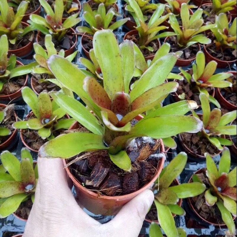 【京选优品】积水凤梨琳达五彩凤梨雨林缸水陆生态水草爬虫缸造景常用