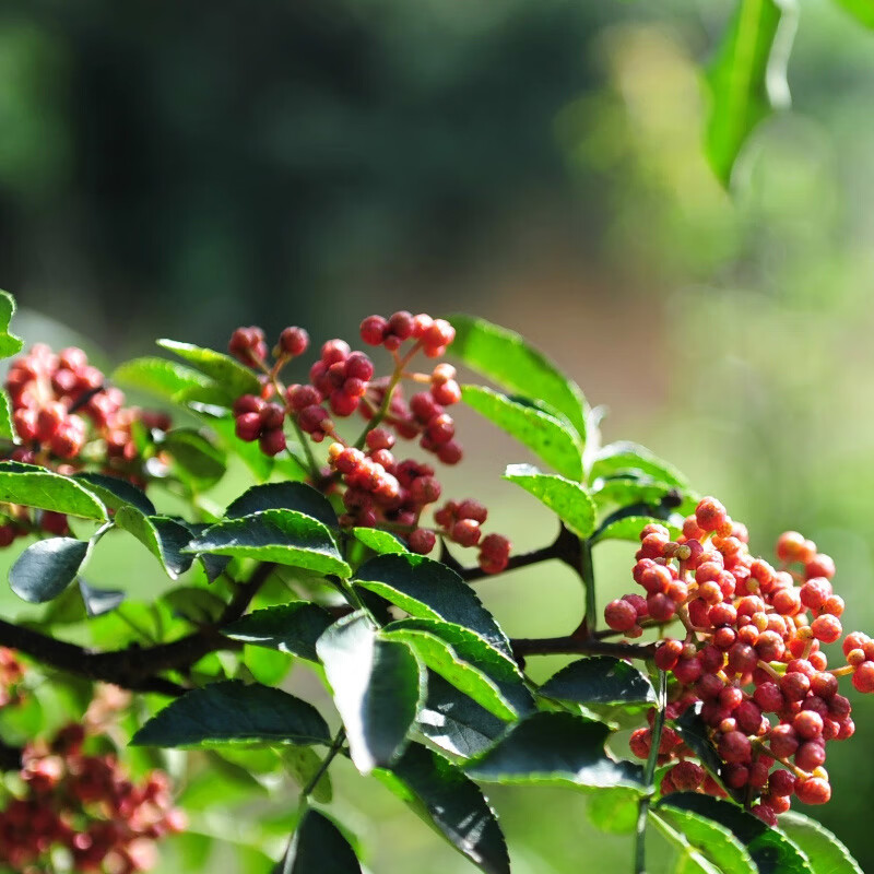 胡艺洋现挖食用花椒树苗四川大红袍青花椒苗当年结果大花椒树南北方