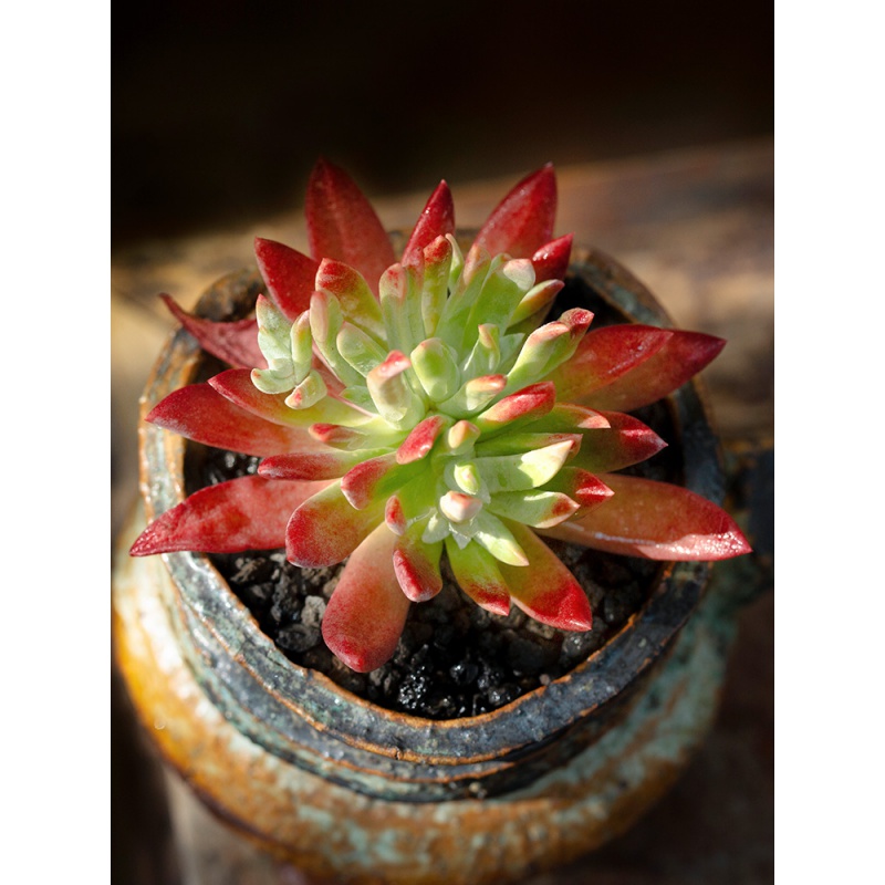 初霜仙女杯群生多头 裸根不带土