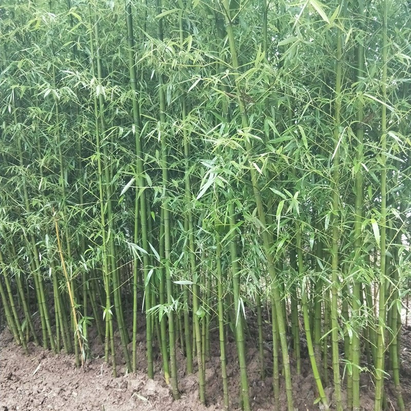 侬律 竹子苗庭院围墙观赏植物绿化苗木耐寒耐旱室内阳台盆栽四季常青