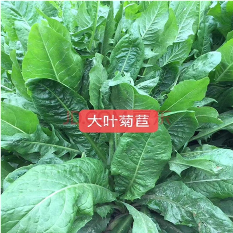 倾奢菊苣牧草种子南方鸡鸭鹅鱼猪吃饲料草多年生牧草草种草籽 (菊苣种子净子)半斤