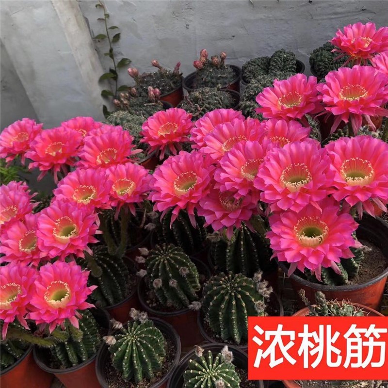 开花仙人球桌面阳台盆栽植物室内含盆绿植花卉办公室 浓桃筋6-7cm 原