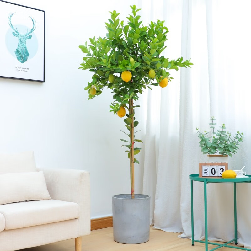 大型绿植商品历史价格查询|大型绿植价格走势