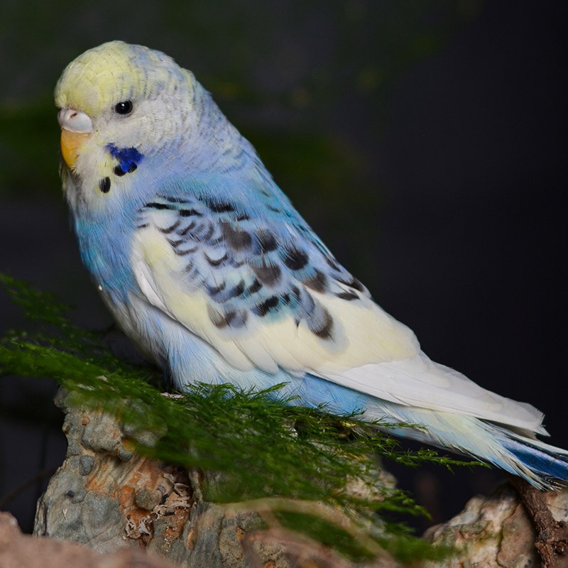 闽笼手养断奶特萌鹦鹉幼鸟特色大头虎皮牡丹玄凤鸟活物异宠活体宠物鸟