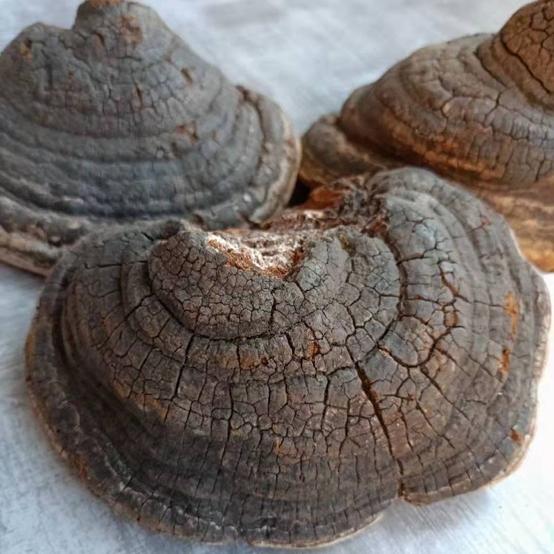 煜树裂蹄灵芝长白山裂蹄层孔菌林下灵芝裂蹄层 裂蹄灵芝250g