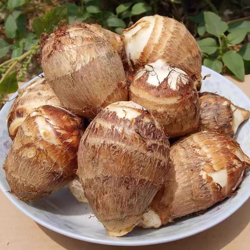 山东 农家芋头 当季新鲜 奶香芋头(4.5斤)口感细腻 软糯香甜 4.5斤家庭装