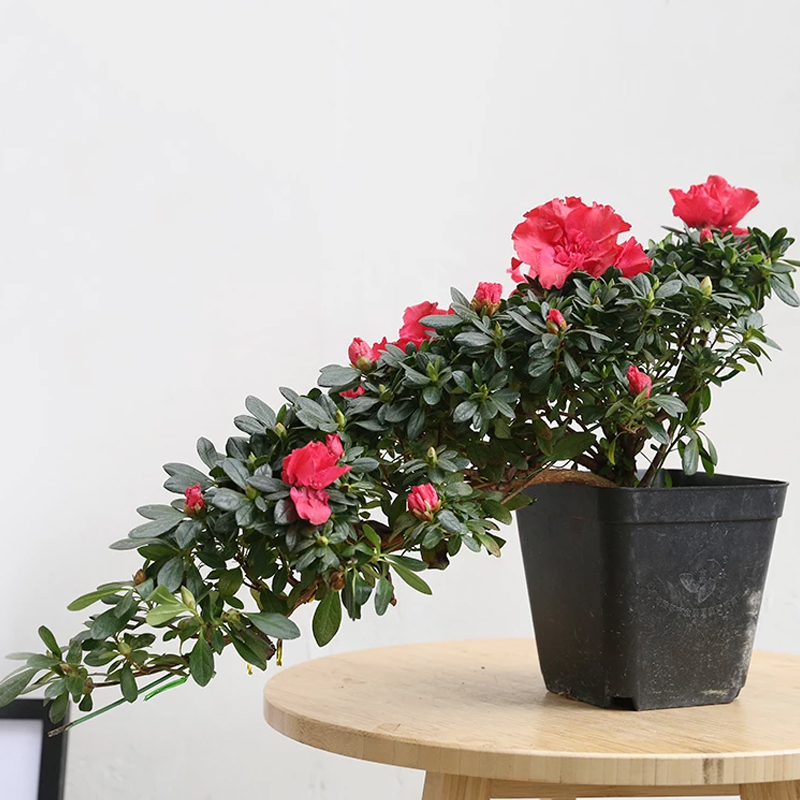 悬崖造型杜鹃花盆景盆栽四季开花植物杜鹃花室内外植物带花苞盆栽