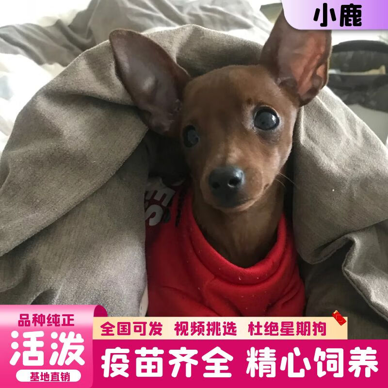 迈乐佳(maleejia)【视频选 终身售后】纯种小鹿犬活体 小鹿犬幼犬 幼
