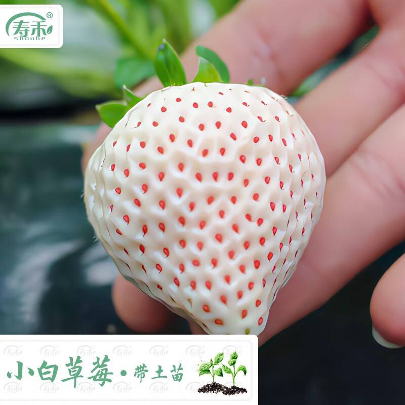 寿禾 草莓苗批发苗大苗带土春冬季四季盆栽食用果苗 小白草莓苗 6盆