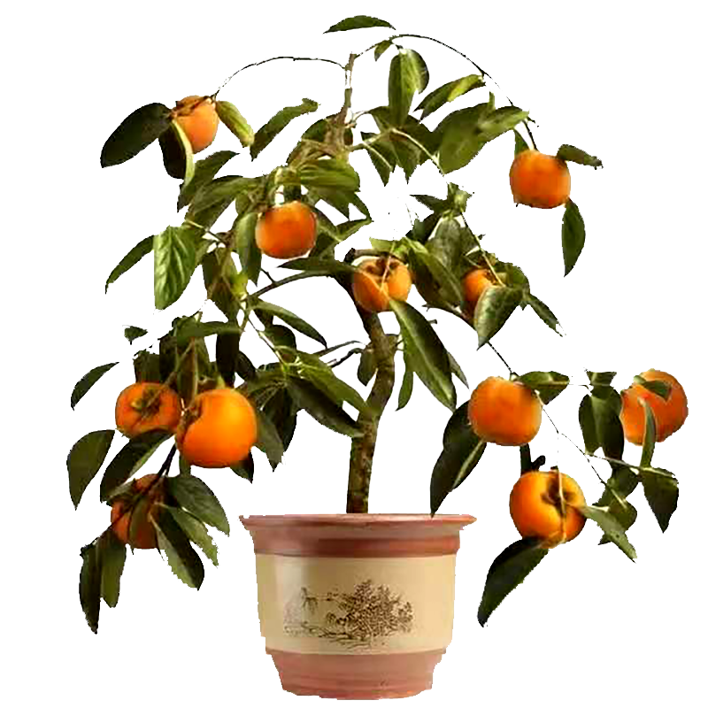 ���� ��������������������������Ե���������1cm��2��Դͷֱ�� 27Ԫ