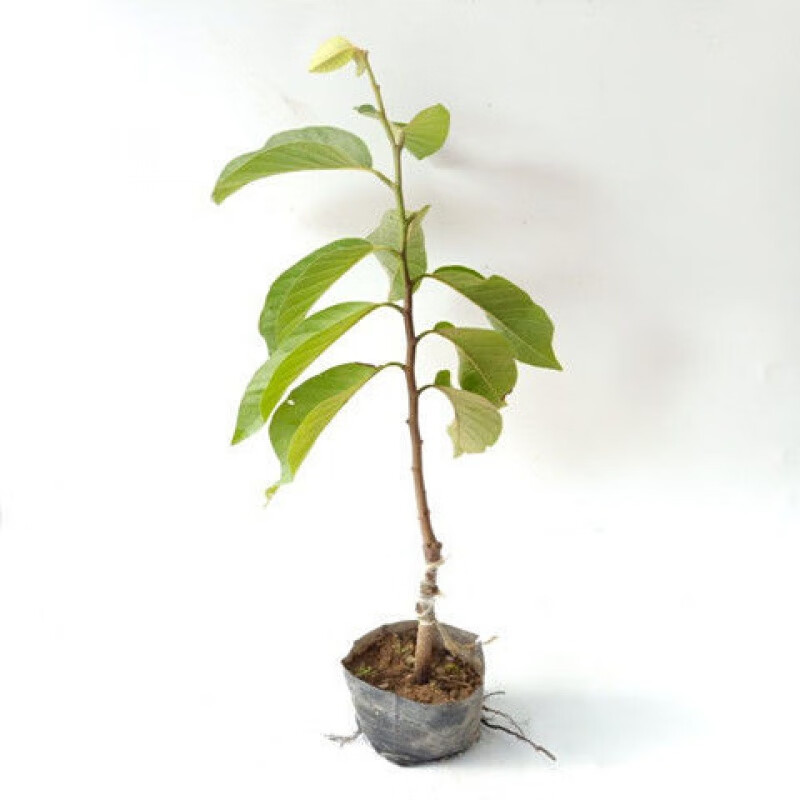 四季水果苗释迦果树苗凤梨释迦果苗当年结果佛陀果番荔枝苗 30-40厘米