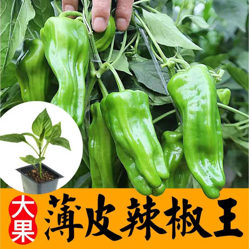 辣椒苗番茄苗西红柿西瓜茄子苗圣女果苗黄瓜苗四季种植秧苗 薄皮青椒