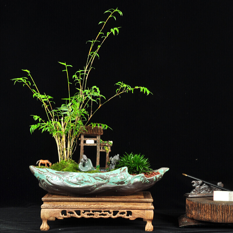 凤尾米竹小竹子长青花草盆栽植物室内客厅绿植盆景耐旱好养易活凤尾竹