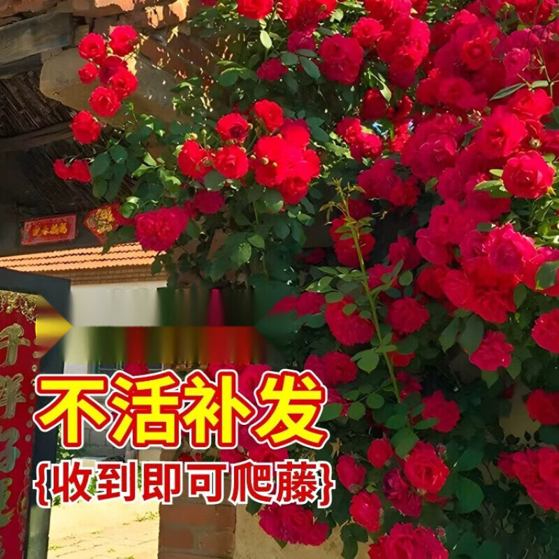 花友 红木香花苗爬藤植物甜蜜黄白木香花树苗庭院大苗盆栽花卉 【红木